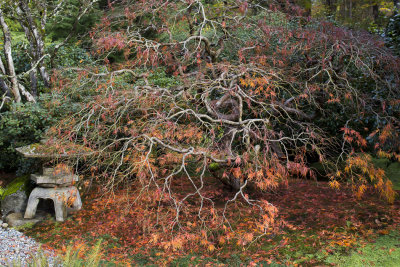 Japanese maple