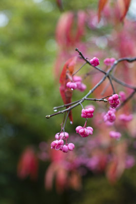Autumnal pink