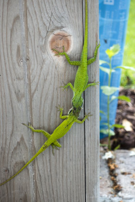 Anole fight