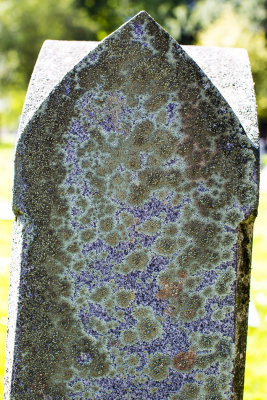 Lichen and granite
