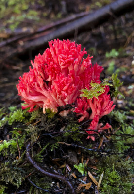 Red corral mushroom