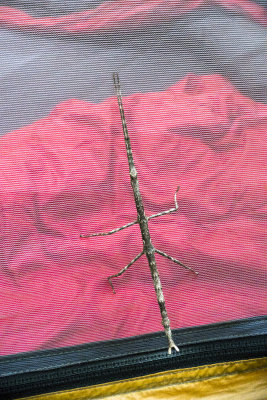 Walking stick insect