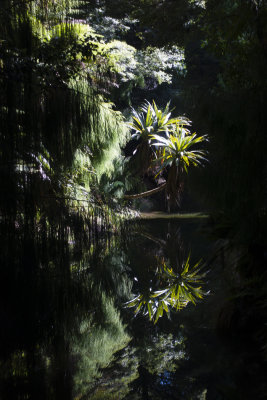 Cabbage tree reflection