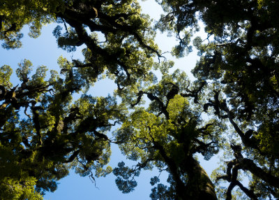 New Zealand Beech trees