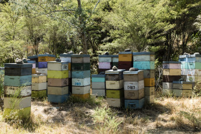 Bee hives in the Coromandel