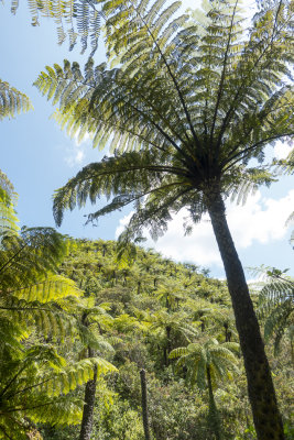 Bush on the Karaka Waiotahi track