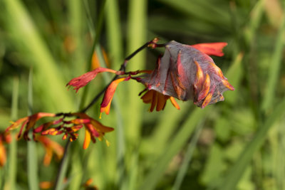 Veiled flowers