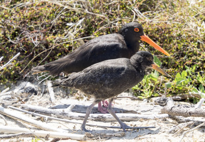 Oyster catcher and baby