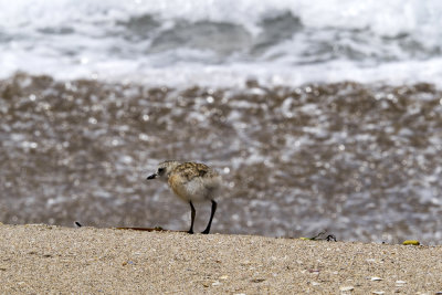 New Zealand dotterel chick