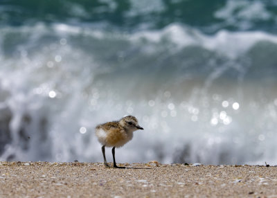 New Zealand dotterel chick