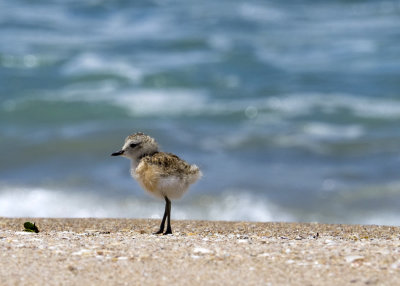 New Zealand dotterel chick