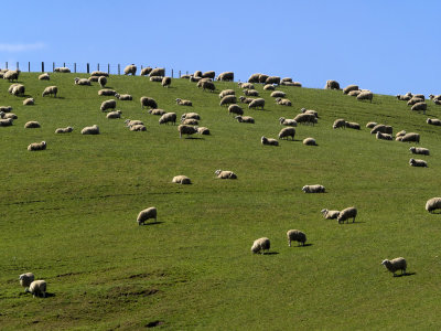 Sheep along the forgotten road