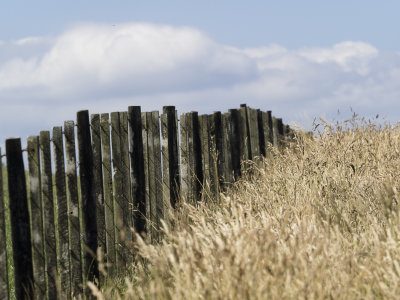 Fence along the forgotten road