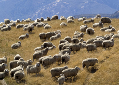 Sheep along the forgotten road