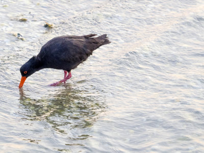 Tairua Oyster catcher