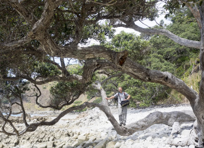 Mangawhai Cliff walk