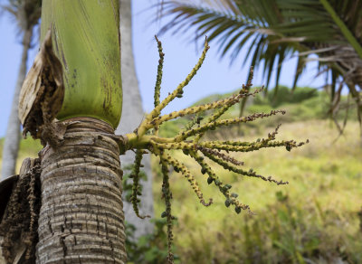 Palm fronds