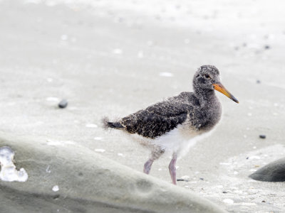 Oystercatcher chick at Wenderholm Regional Park