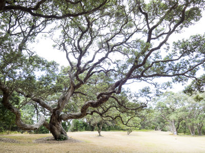 Wenderholm Regional Park