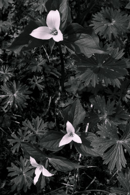 A trio of Trillia
