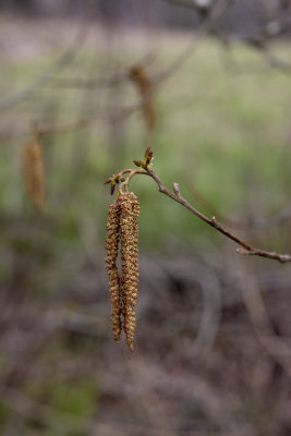 New growth