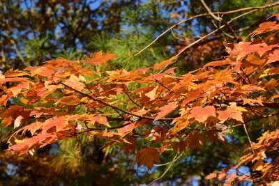 Hanging_Rock_Nov_2019_007.JPG