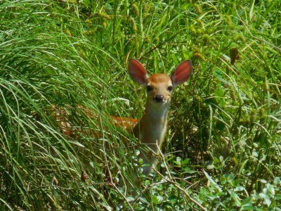 randleman lake (17).JPG