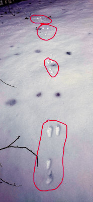 Rabbit's-tracks..jpg