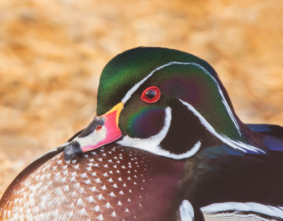 Wood Duck