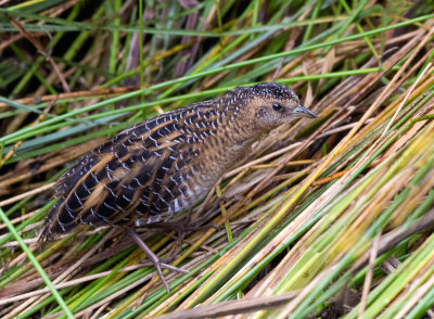 Yellow Rail