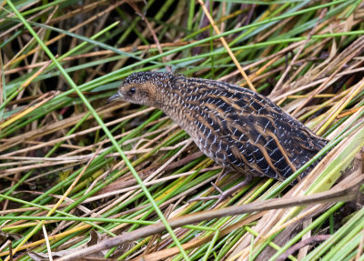 Yellow Rail