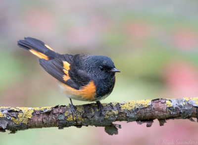 American Redstart