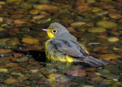 Canada Warbler