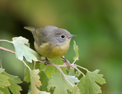 Nashville Warbler