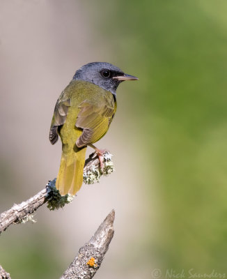 Mourning Warbler