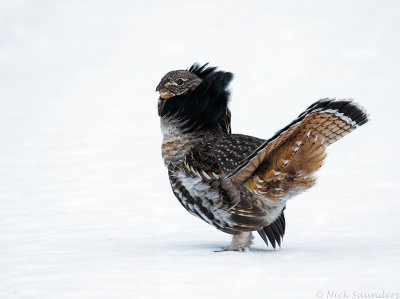 Ruffed Grouse