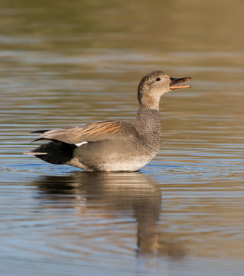 Gadwall