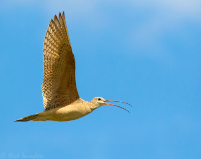 Long-billed Curlew