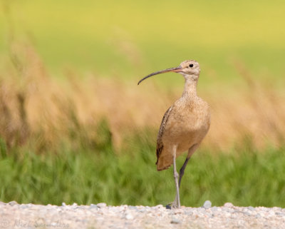 Long-billed Curlew
