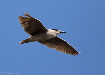 Black-crowned Night Heron
