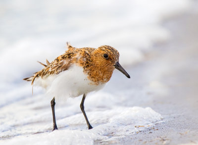 Sanderling