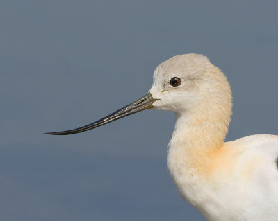 Large Wading Birds