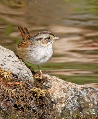 Swamp Sparrow