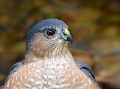 Sharp-shinned Hawk