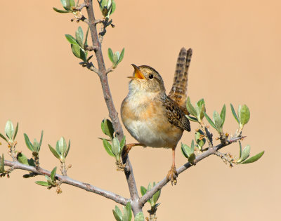 Sedge Wren