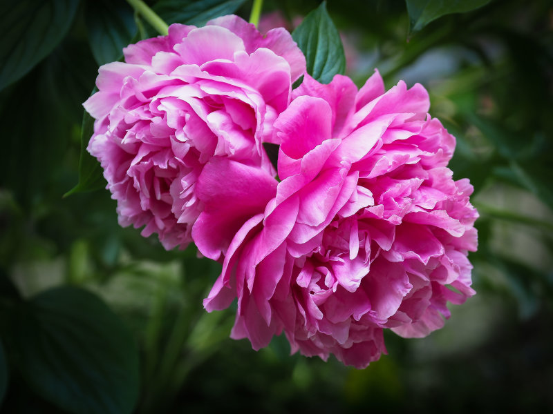 Flowers 2021