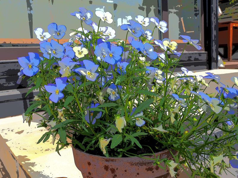 Flowers 2021