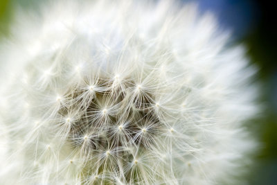 Dandelion