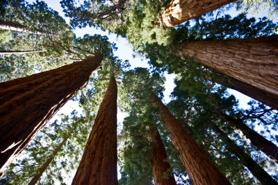 Sequoias 2