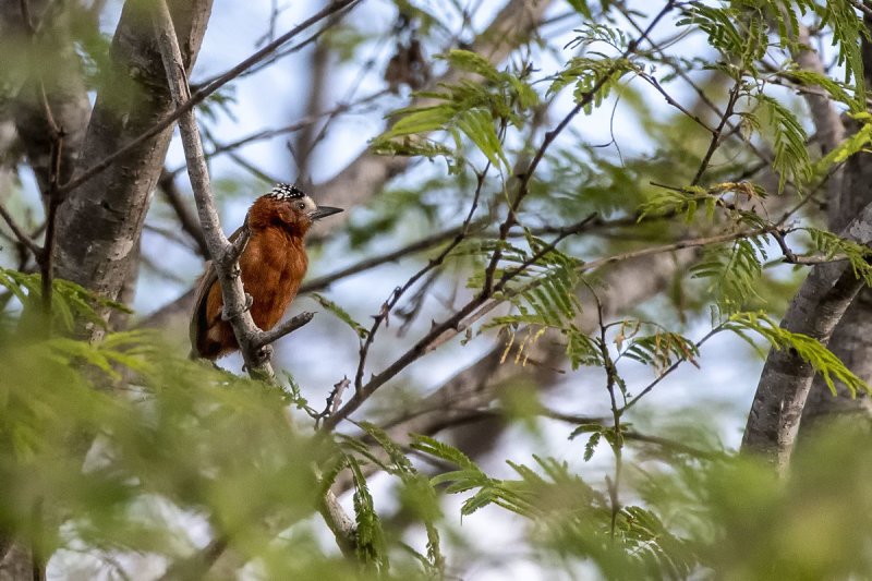 Chestnut Piculet.jpg